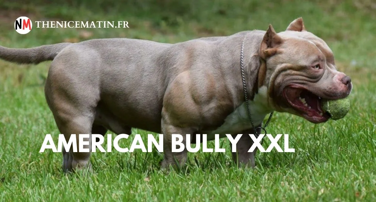 American Bully XXL Tout Savoir Sur Ce G ant Au C ur Tendre American Bully XXL Tout Savoir Sur Ce G ant Au C ur Tendre