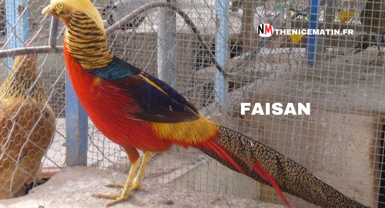 Le Faisan : Roi Des Bois Et Gourmet De Nos Assiettes