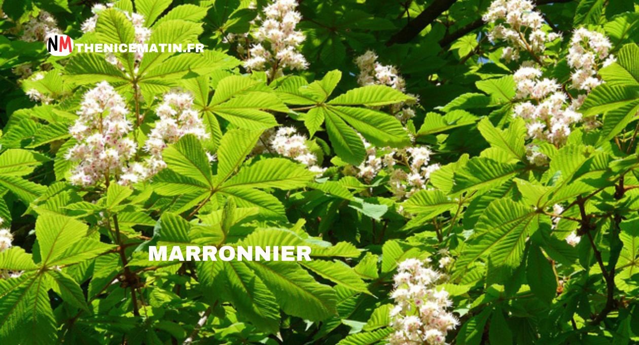 marronnier